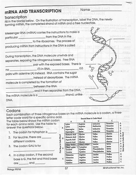 15 Best Images of MRNA TRNA Worksheet Answers - Transcription and